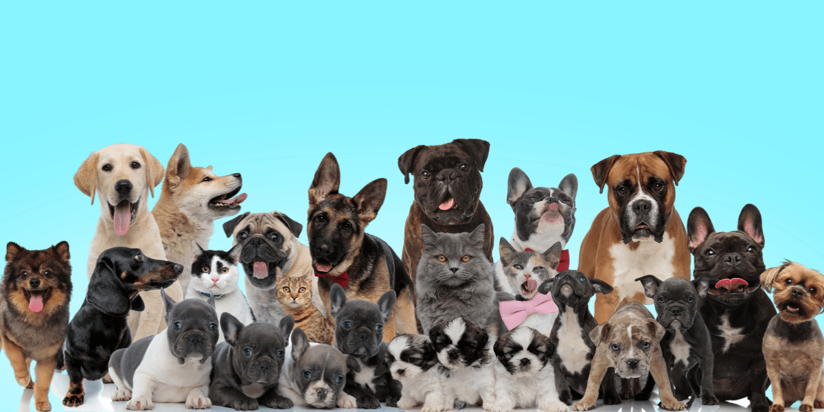 The 150th Westminster Kennel Club Dog Show Celebrates a Century and a Half of Excellence