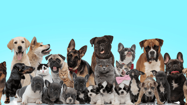 The 150th Westminster Kennel Club Dog Show Celebrates a Century and a Half of Excellence