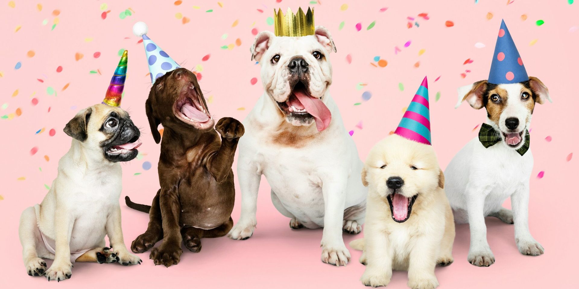 The 2024 National Dog Show – A Celebration of Purebred Excellence