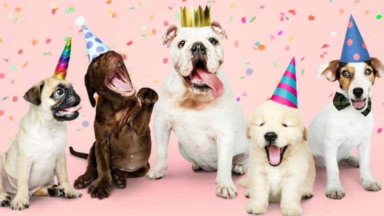 The 2024 National Dog Show – A Celebration of Purebred Excellence