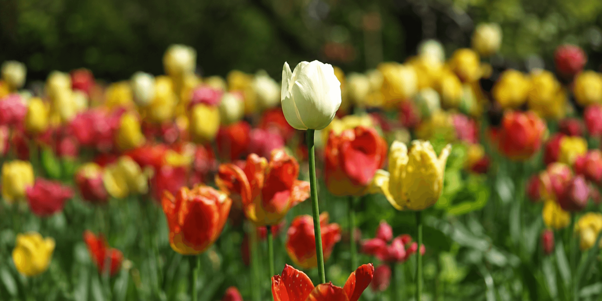 A field of vibrant tulips in various colors, with a single white tulip standing tall