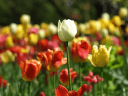 A field of vibrant tulips in various colors, with a single white tulip standing tall