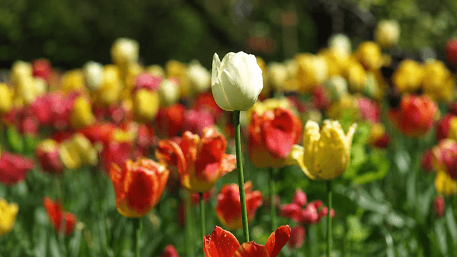 A field of vibrant tulips in various colors, with a single white tulip standing tall