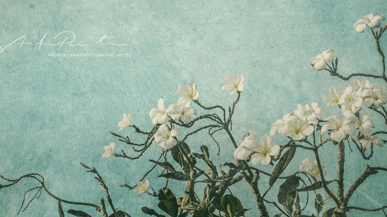 Fine art photograph of white blossoms against a textured turquoise sky, evoking calm, reflection, and natural beauty.
