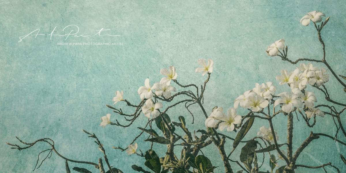 Fine art photograph of white blossoms against a textured turquoise sky, evoking calm, reflection, and natural beauty.