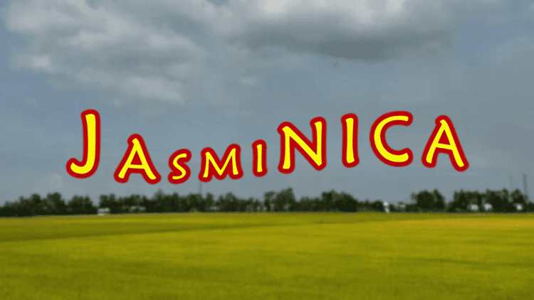Image showcasing Jasminica, a Ghana-based rice supplier focused on providing flexible payment terms and reliable food access to organizations across West Africa, with a lush rice field backdrop symbolizing the company's mission to improve food security.
