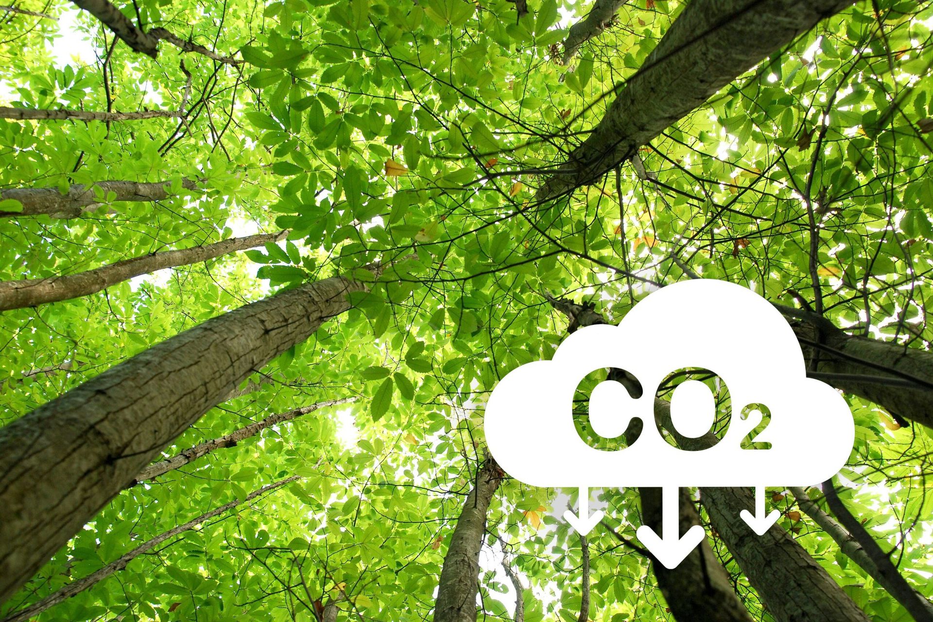 COP28 and the Fashion Industry’s Role in Climate Action