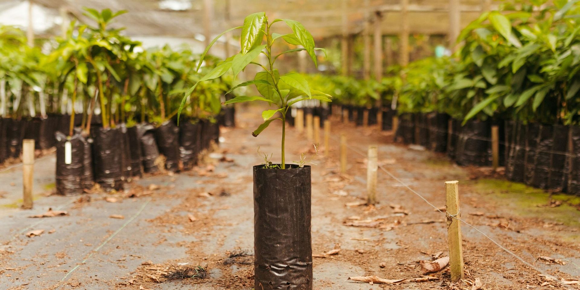 NYC Launches Ambitious Plan to Plant 1 Million Trees by 2030 to Combat Urban Heat