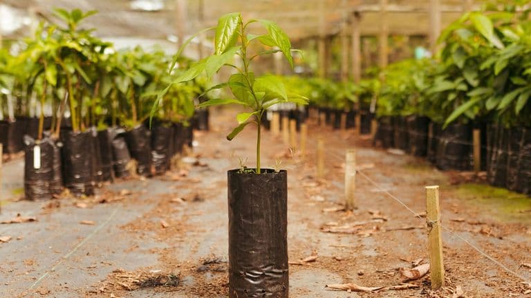 NYC Launches Ambitious Plan to Plant 1 Million Trees by 2030 to Combat Urban Heat