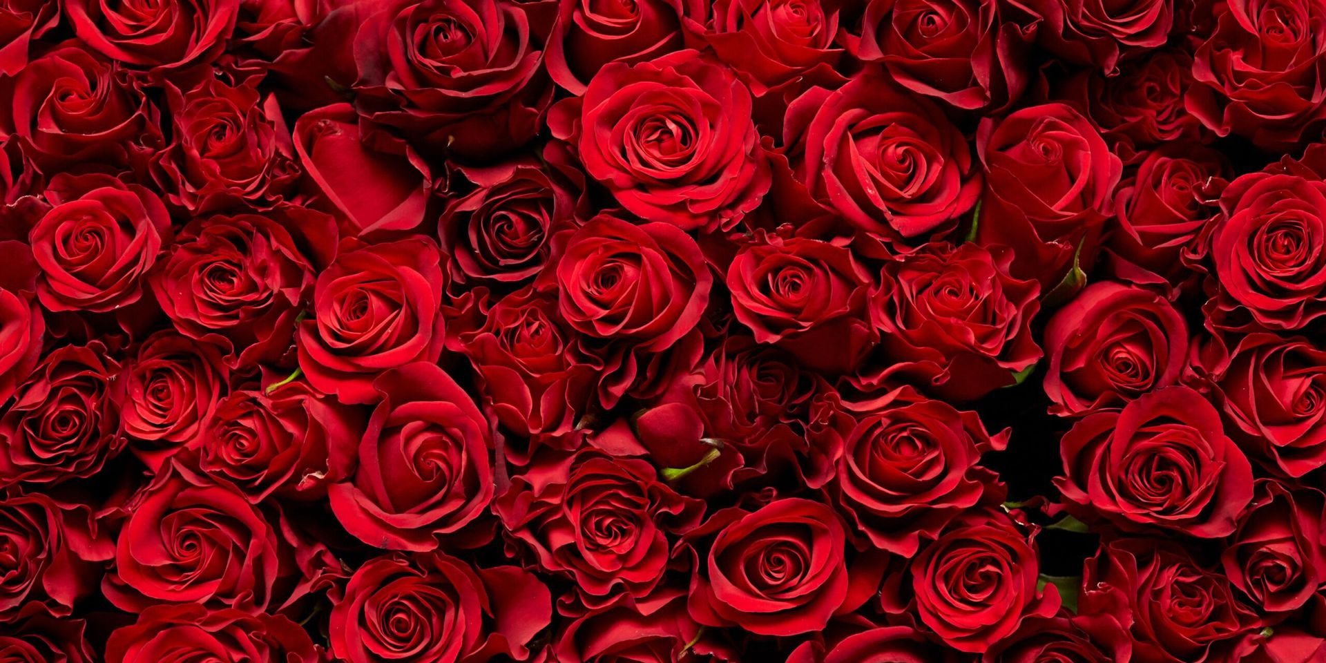 National Red Rose Day 2025: A Blooming Tribute to Love and Unity Across the U.S.