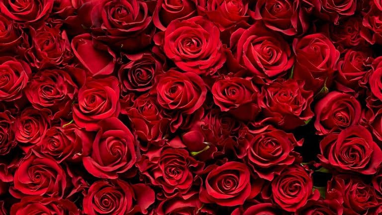 National Red Rose Day 2025: A Blooming Tribute to Love and Unity Across the U.S.