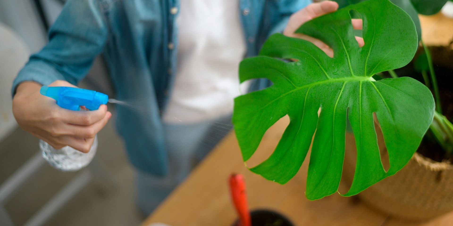 Scientists at UC Berkeley Discover ‘Olo’: A Color Never Before Seen by Humans