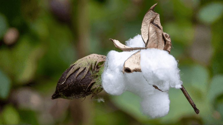 "Muamar Rafi Fadhilah, CEO of Mandiri Control Services, exemplifying leadership in the cotton inspection industry with professional demeanor."