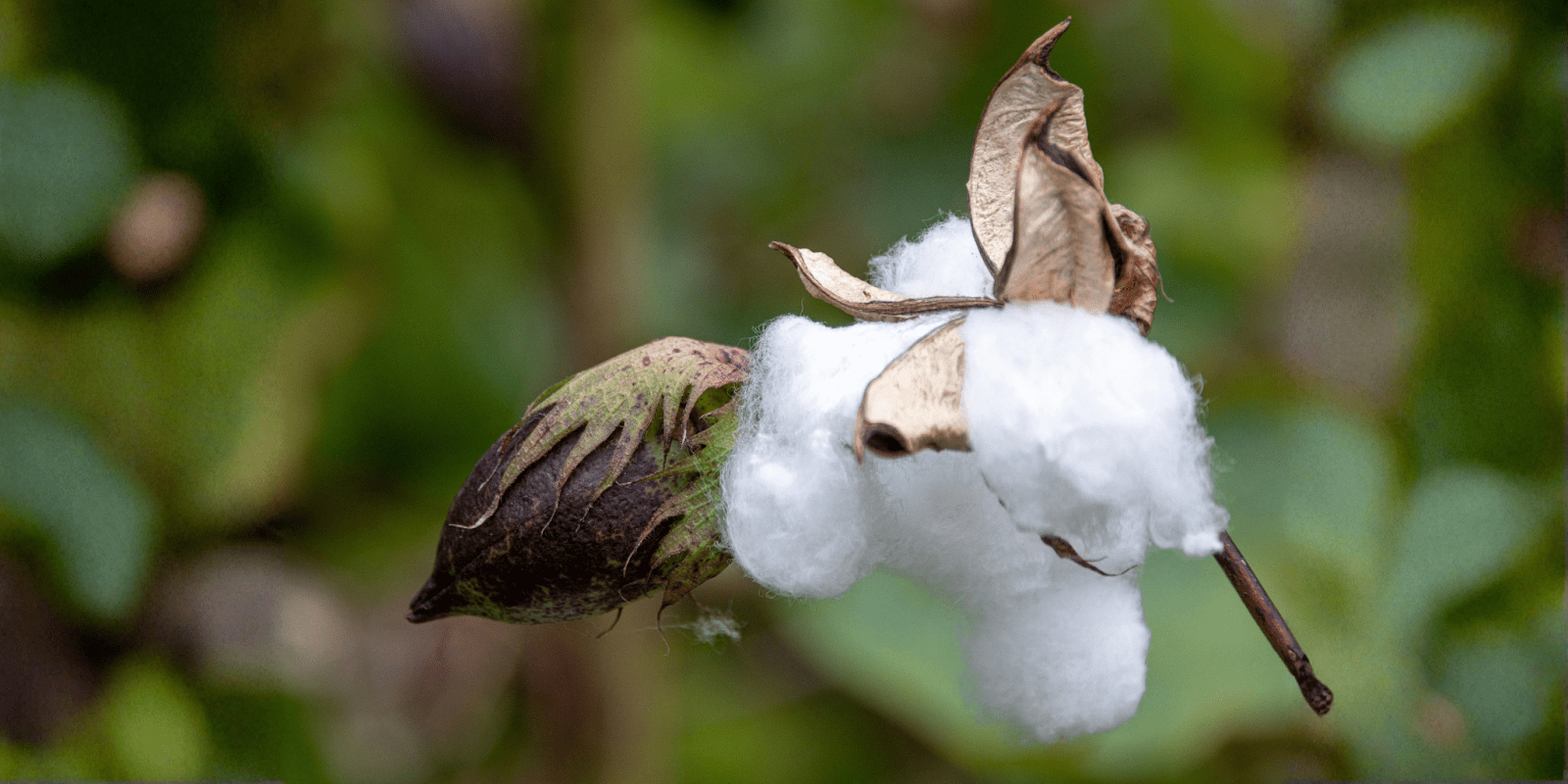 "Muamar Rafi Fadhilah, CEO of Mandiri Control Services, exemplifying leadership in the cotton inspection industry with professional demeanor."