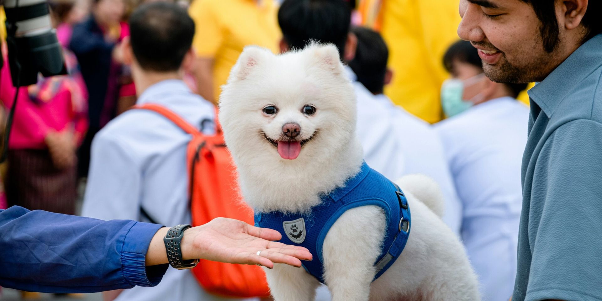 The 2024 National Dog Show – A Celebration of Canine Excellence