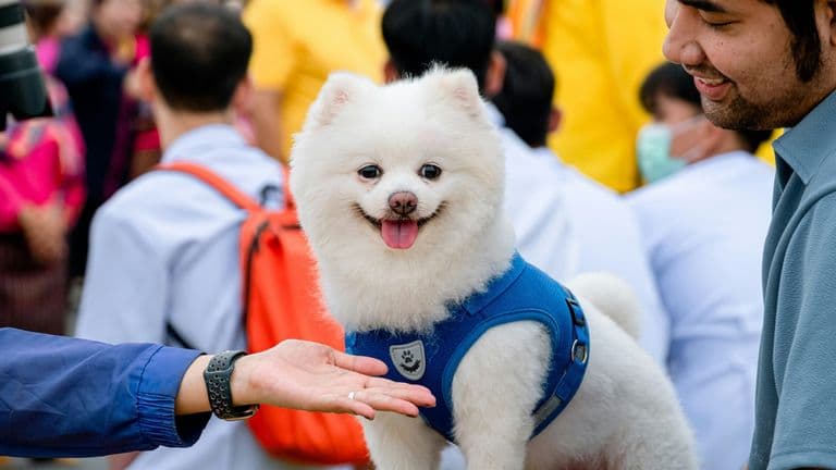 The 2024 National Dog Show – A Celebration of Canine Excellence